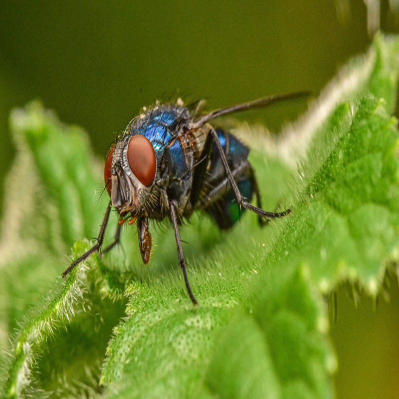 pest control in Brampton